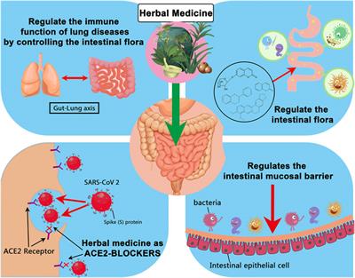 Herbal Medicine, Gut Microbiota, and COVID-19